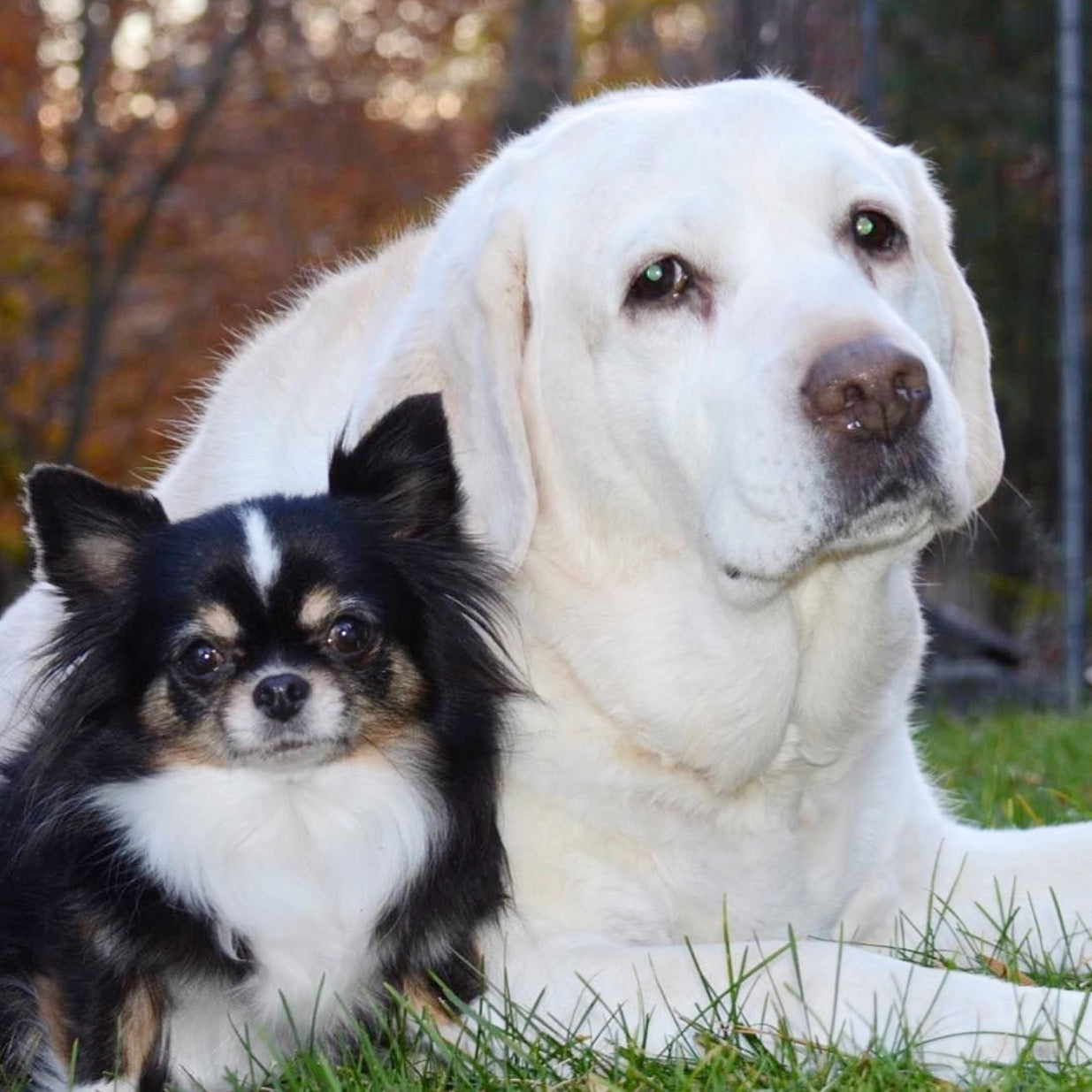 Dog Love Story from @papi_the_cute_chihuahua | Hound and Friends