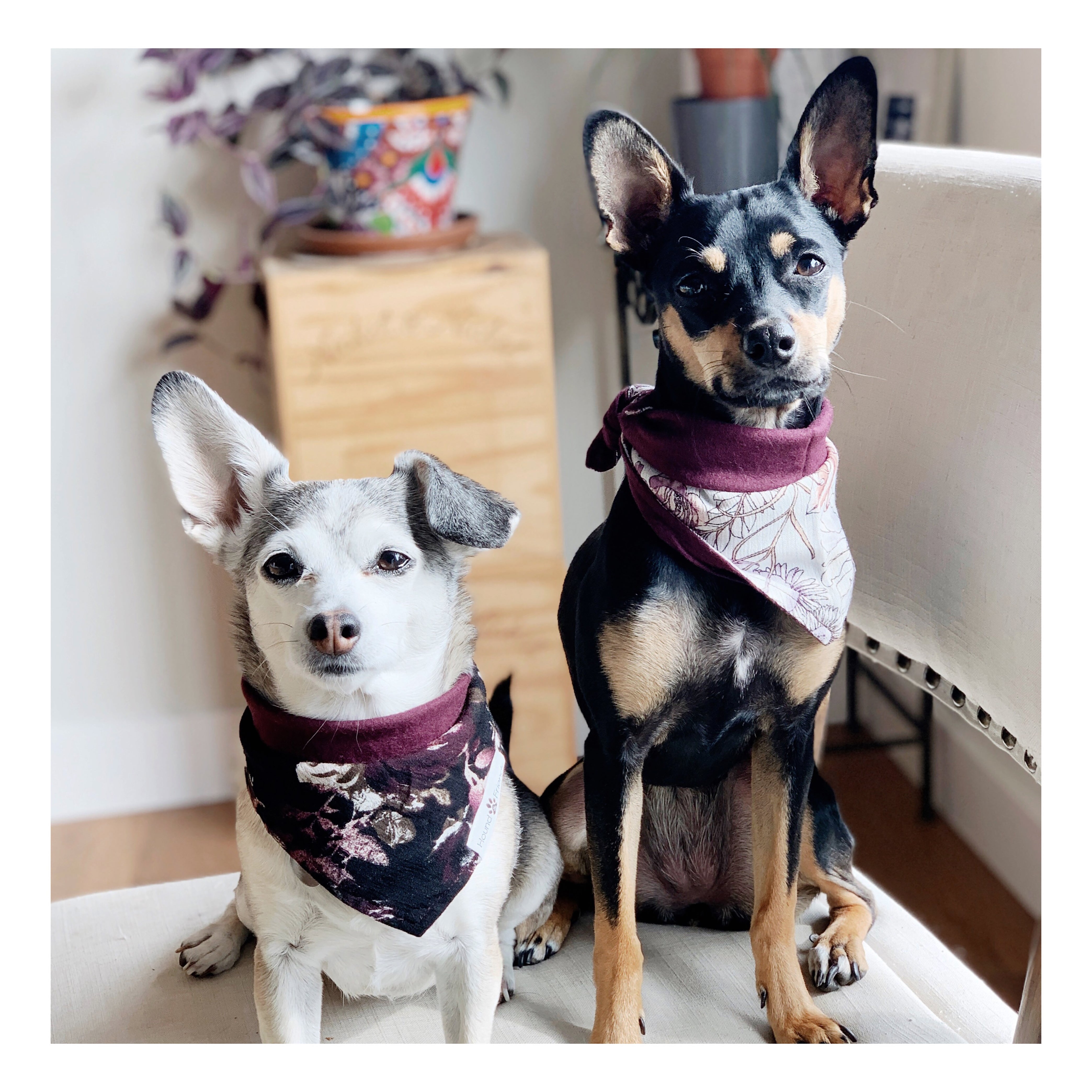 Matching dog bandanas with owners and friends | Hound and Friends