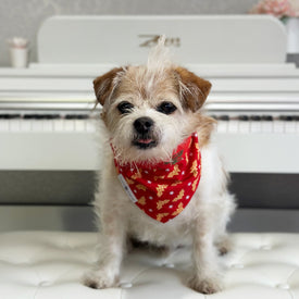 New Gold Velvet With Ruffles Dog Bandana Fancy Bandana Snap 