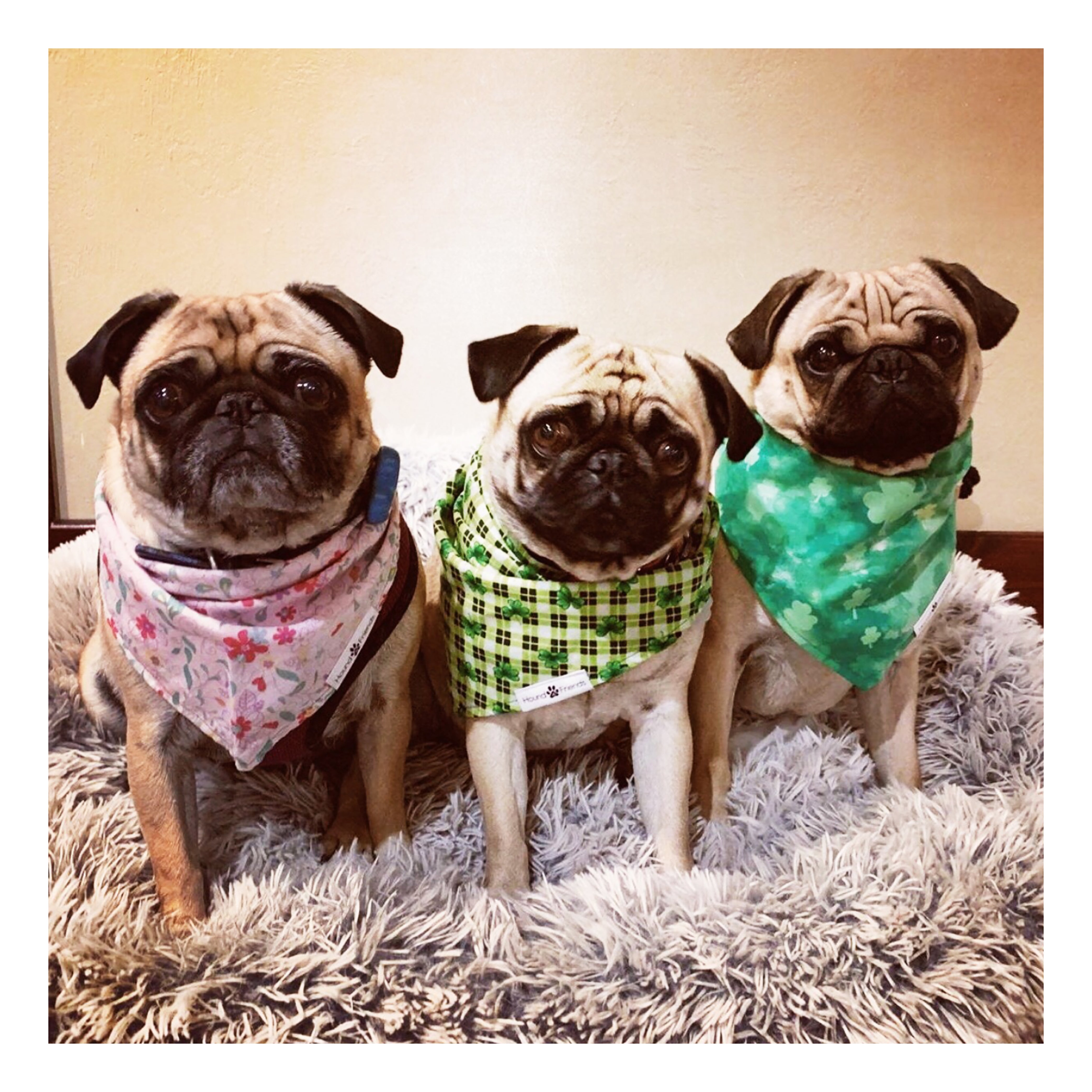 Floral Matching Dog Bandana Bundle Deal | Hound and Friends