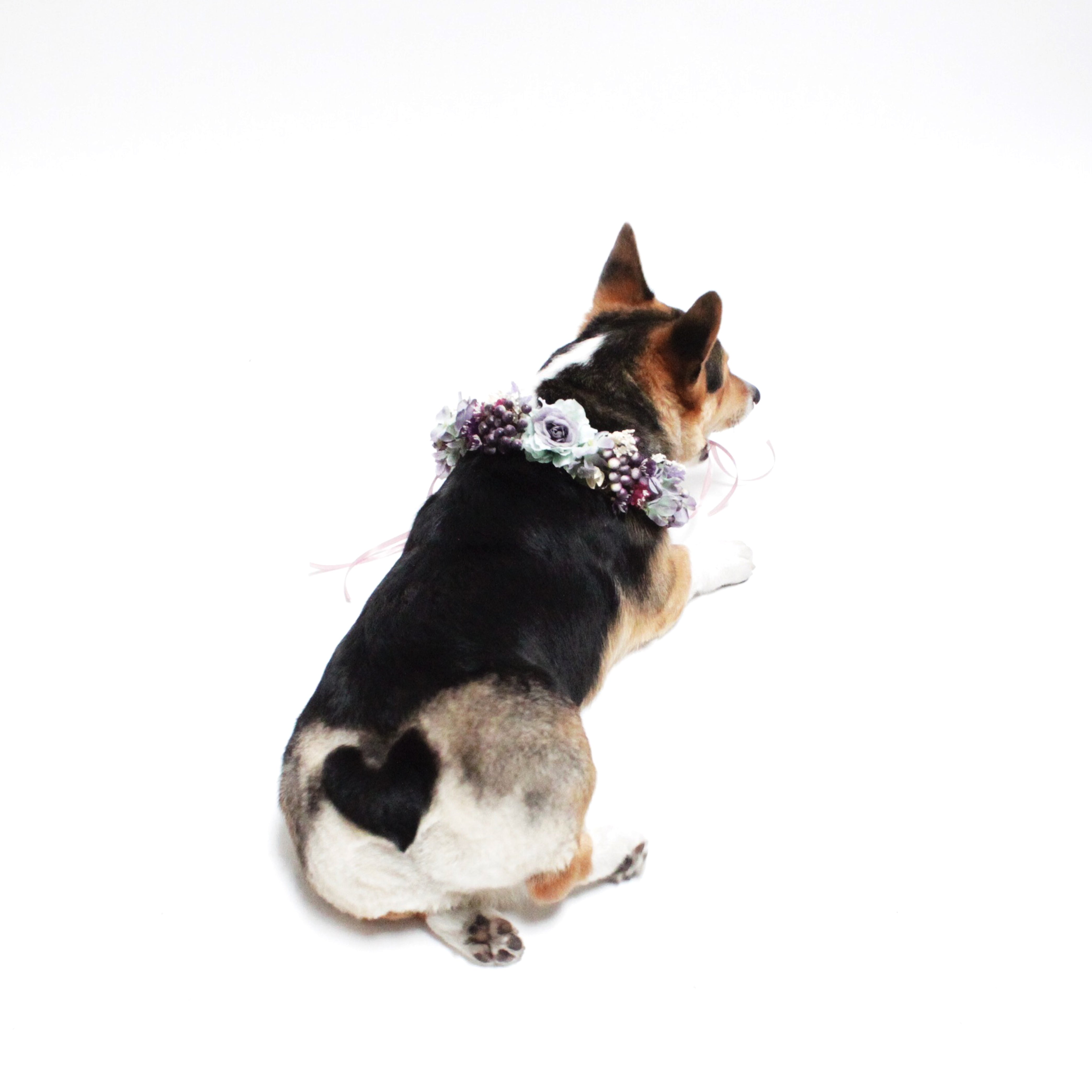 Finn Flower Floral Crown for dogs and people to match at Hound and Friends