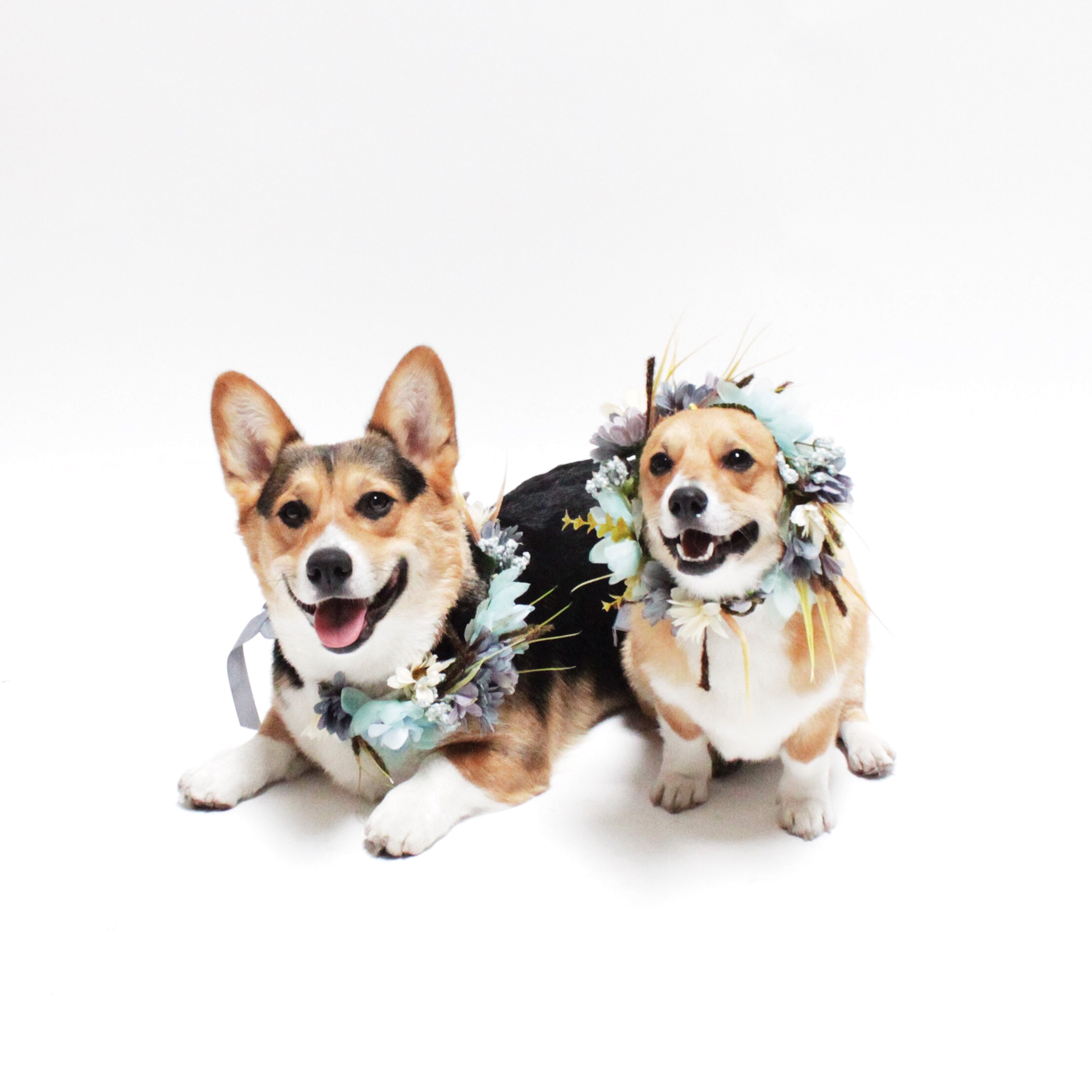 Fitzgerald Flower Crown for Dogs, people and pets | Hound and Friends