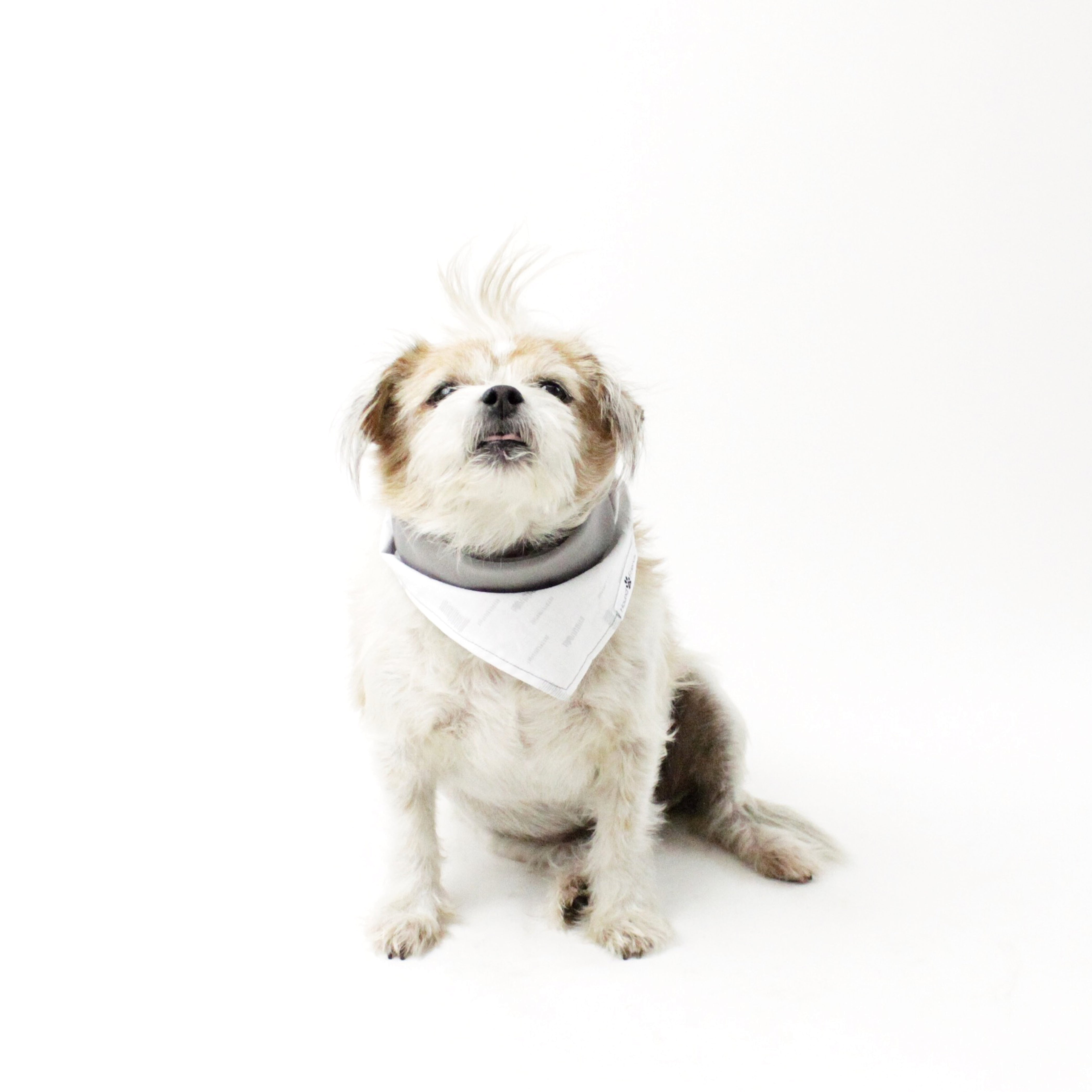 Margo Gray Reversible Tie-On Dog Bandanas and Accessories | Hound and Friends