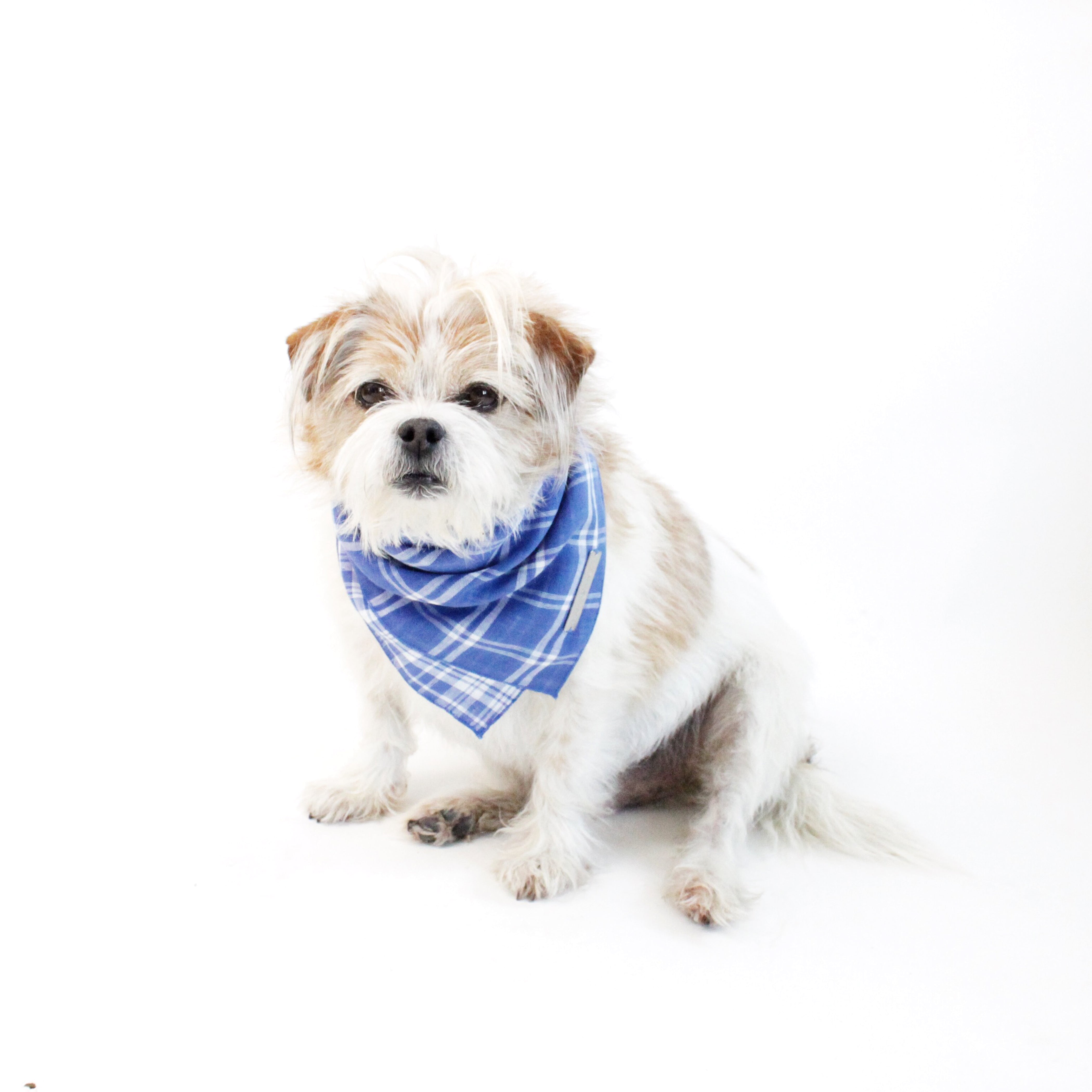 Marvin Reversible White and Blue Plaids Bandana for Matching Dog Bandanas and Accessories | Hound and Friends