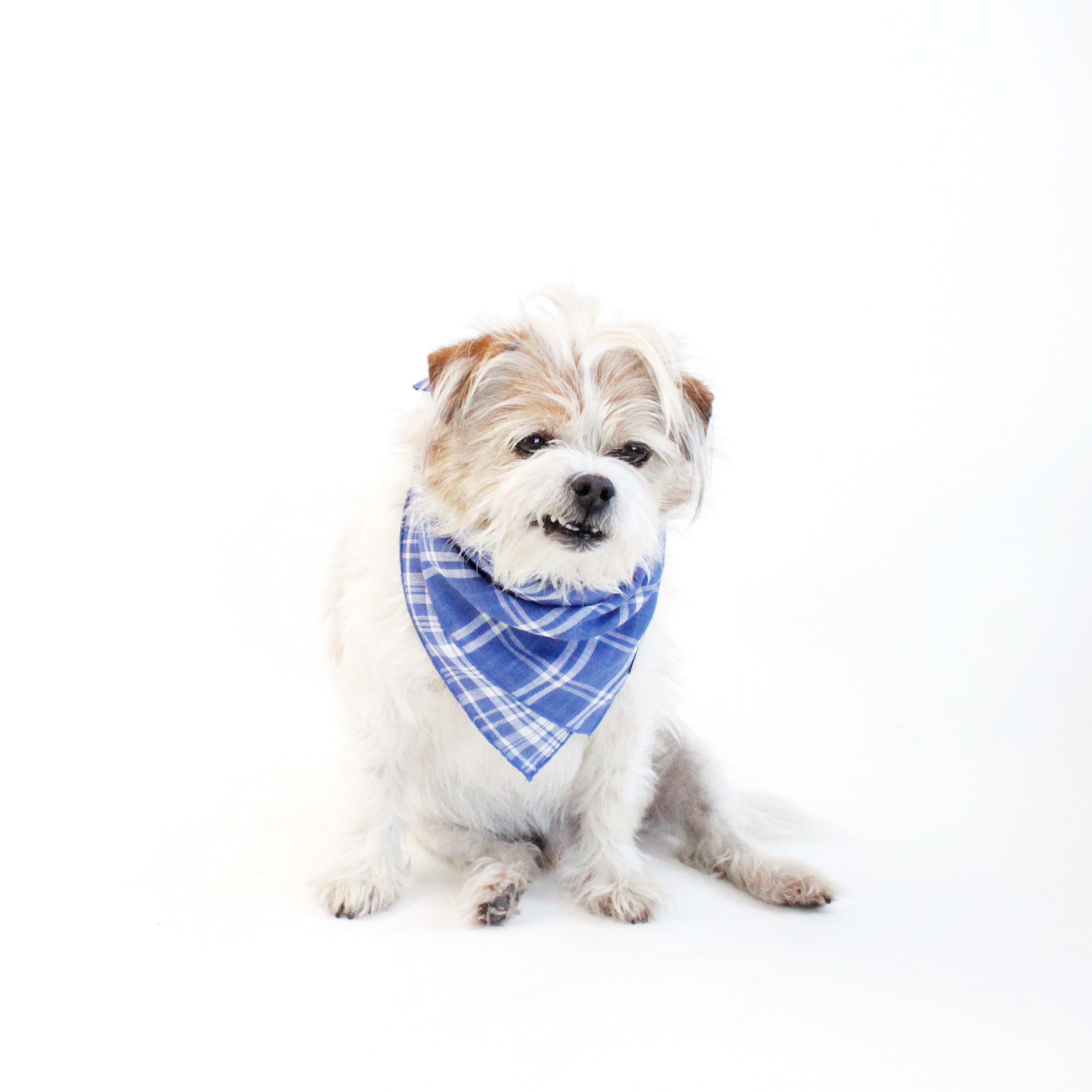 Marvin Reversible White and Blue Plaids Bandana for Matching Dog Bandanas and Accessories | Hound and Friends