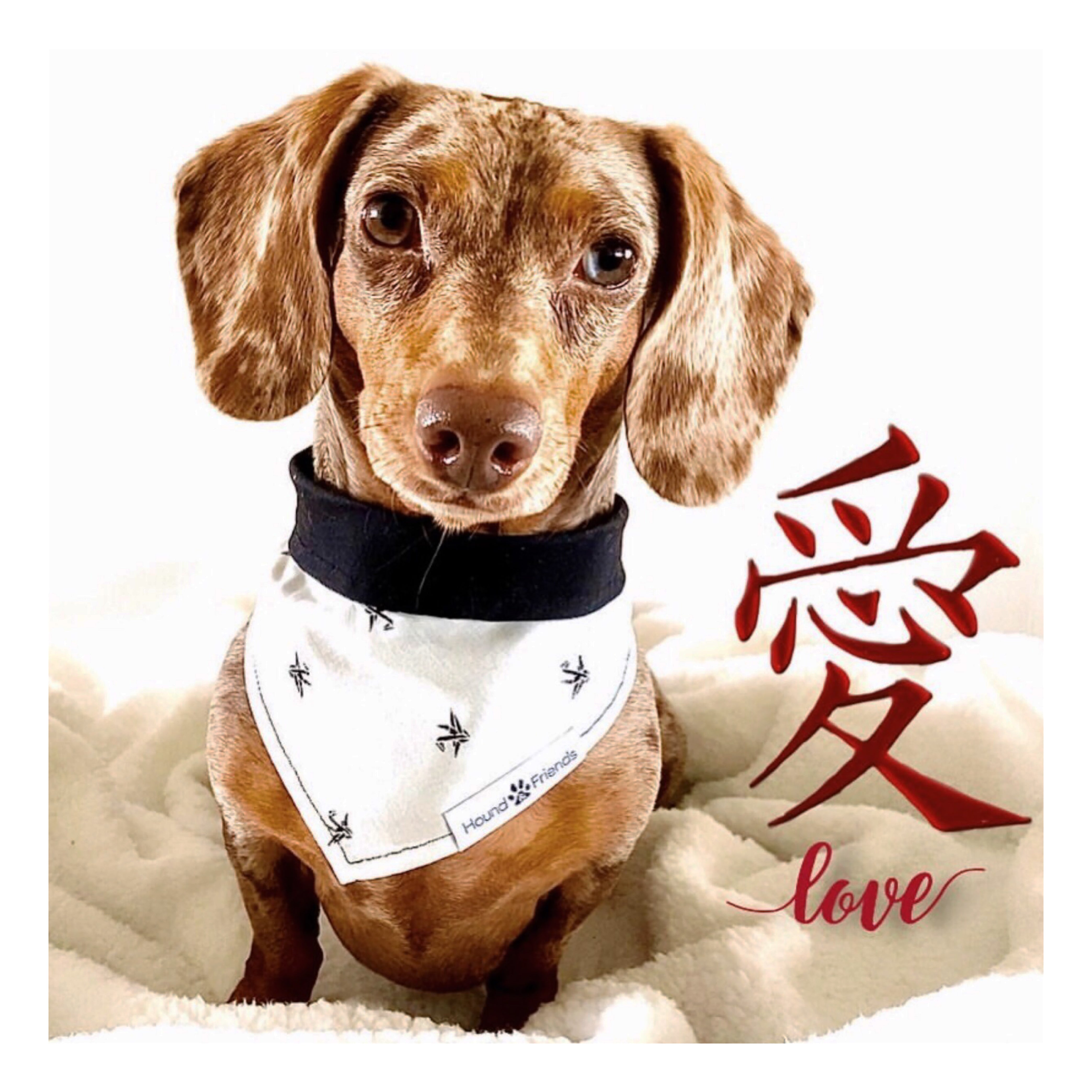 Characters and Animal Prints for Dog Bandana Bundle Deals to buy in 2021 | Hound and Friends