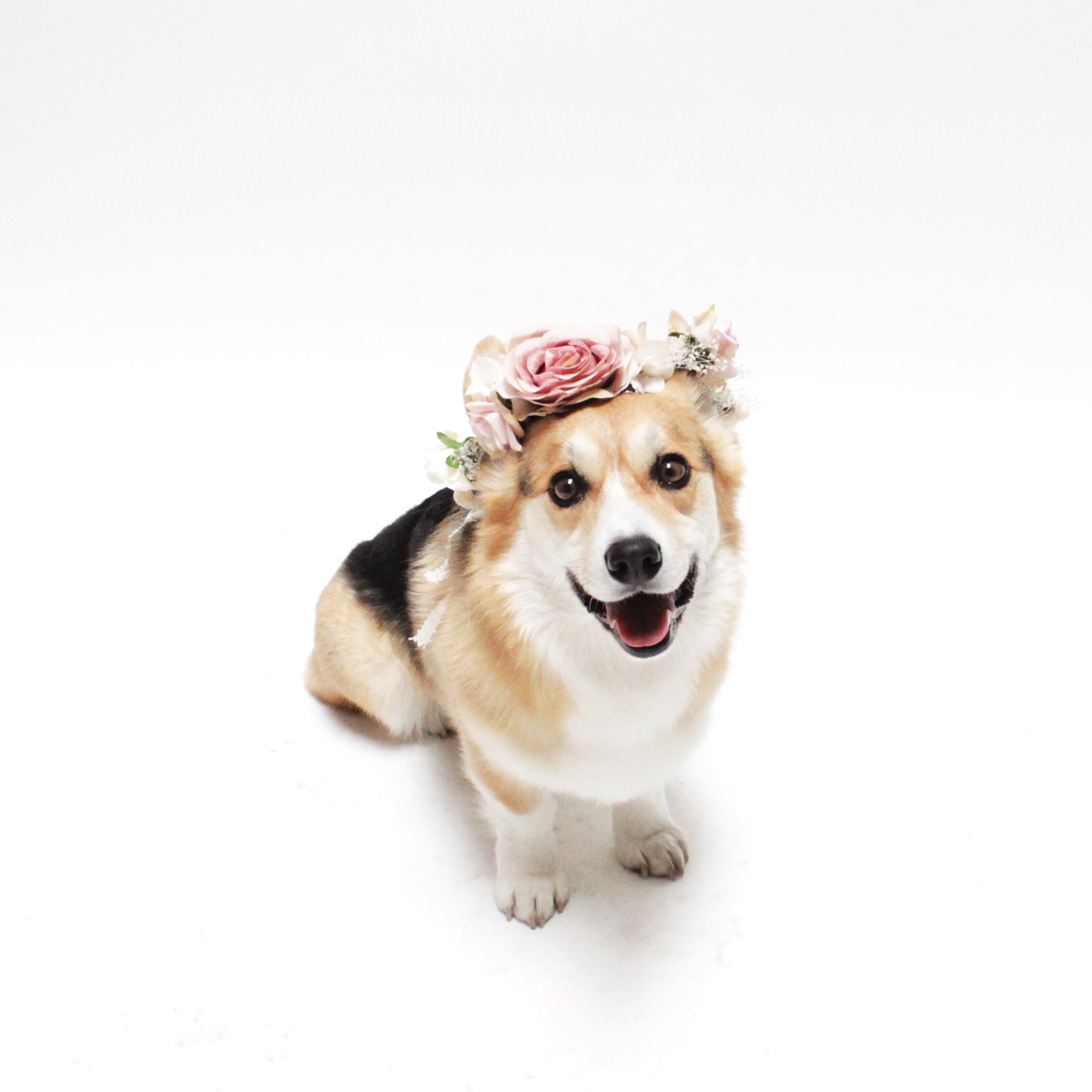 Rosie Wedding Flower Crown for people and their pets from Hound and Friends.